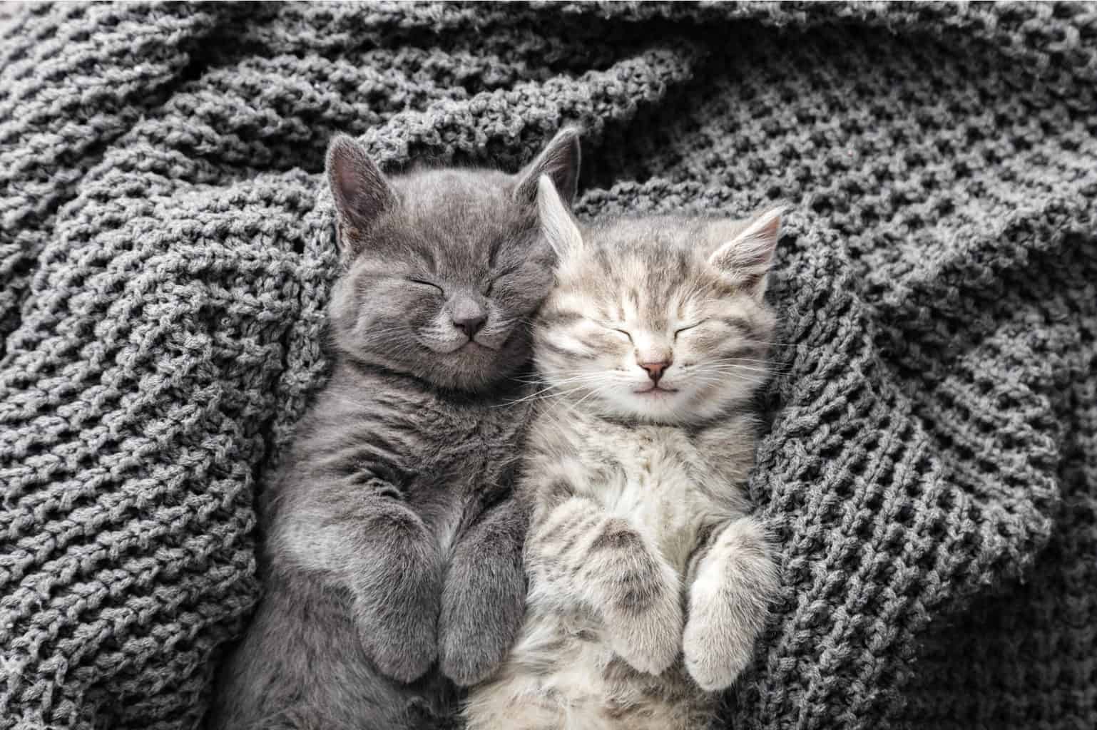 Couple Cute Kittens In Love Sleeping On Gray Soft Knitted Blanke